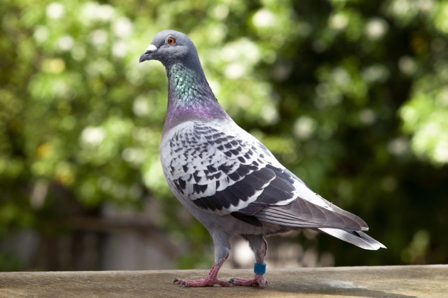 pieluchomajtki dla dorosłych l najtaniej